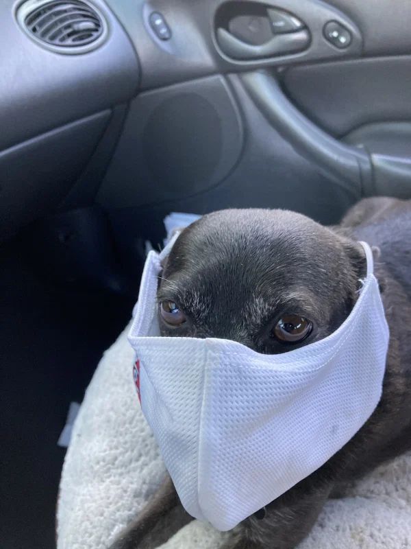 Covid-19_przed_nawrotem2